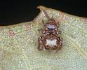 Euryattus_bleekeri_F0741_Z_76_Palmerstone park_Australie